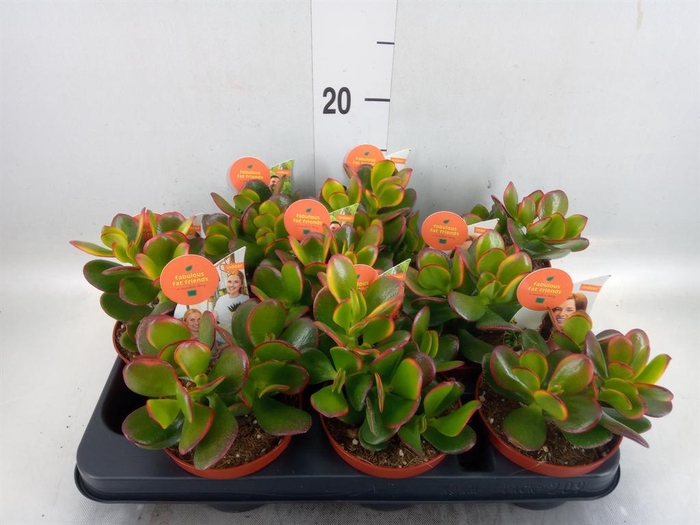<h4>Crassula ovata 'Sunset'</h4>