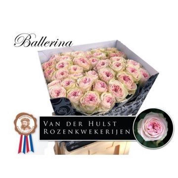 <h4>R Gr Bal Summerhouse Hulst</h4>
