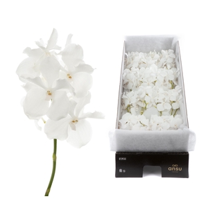 Vanda Kanchana Ansu No.1 X16