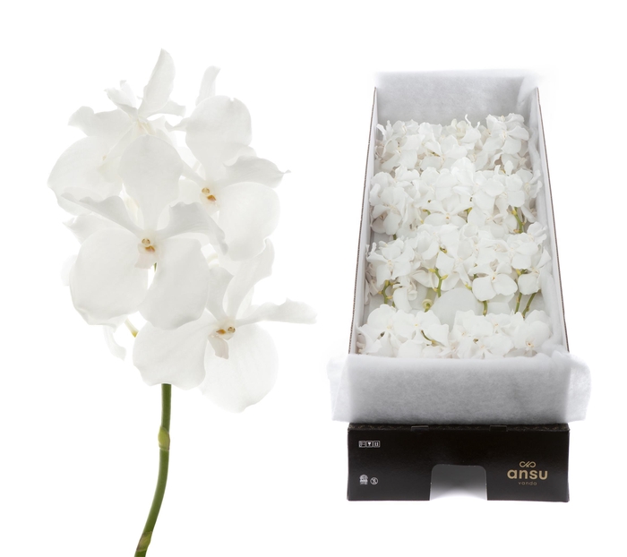 <h4>Vanda Kanchana Ansu No.1 X16</h4>