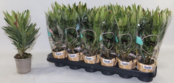 <h4>Nerium oleander   ...</h4>
