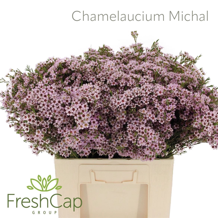 <h4>Chamelaucium Michal</h4>