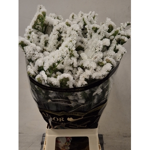 STAT WHITE STARL WINGS 52 GR.