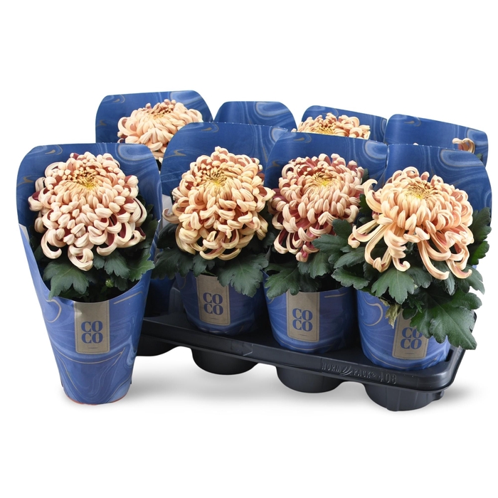 <h4>Chrysanne CoCo Copper</h4>