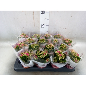 Kalanchoe blos. 'RosDon Nando'
