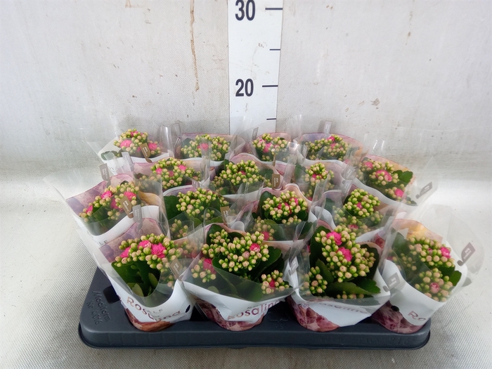 <h4>Kalanchoe blos. 'RosDon Nando'</h4>