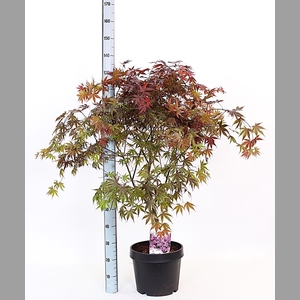 ACER PA BLOODGOOD