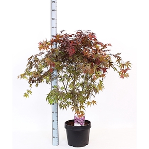 ACER PA BLOODGOOD