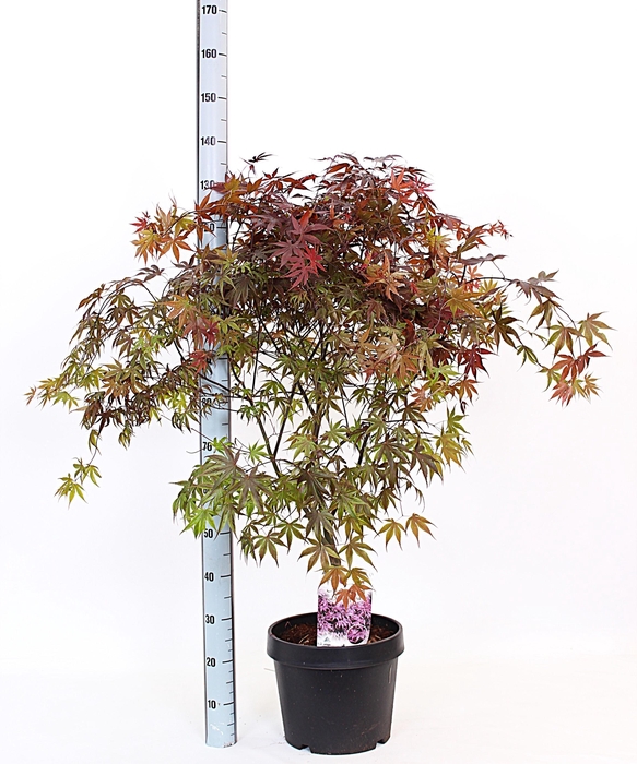 <h4>ACER PA BLOODGOOD</h4>