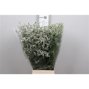 Lim Sin Mountain Diamond White