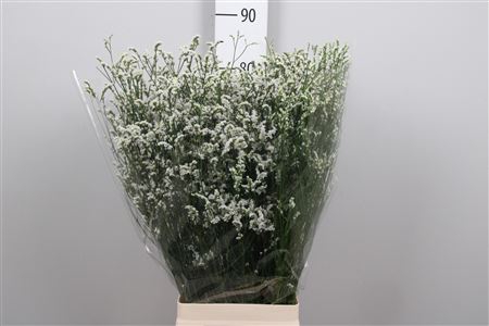 <h4>Lim Sin Mountain Diamond White</h4>