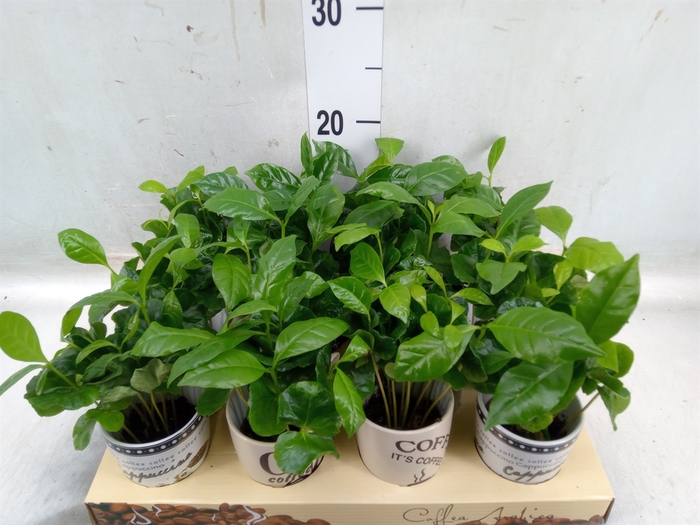<h4>Coffea arabica</h4>