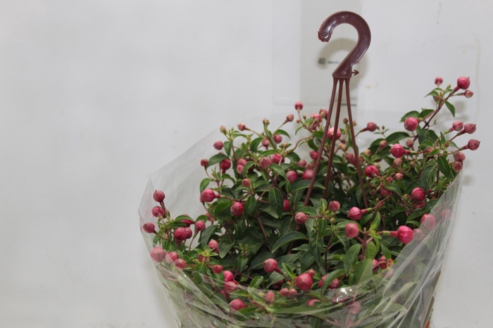 <h4>BRINCO DE PRINCESA C21</h4>