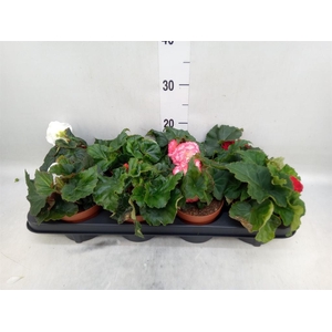Begonia tuber. DU GR  ...mix