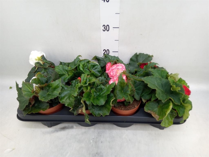<h4>Begonia tuber. DU GR ...mix</h4>