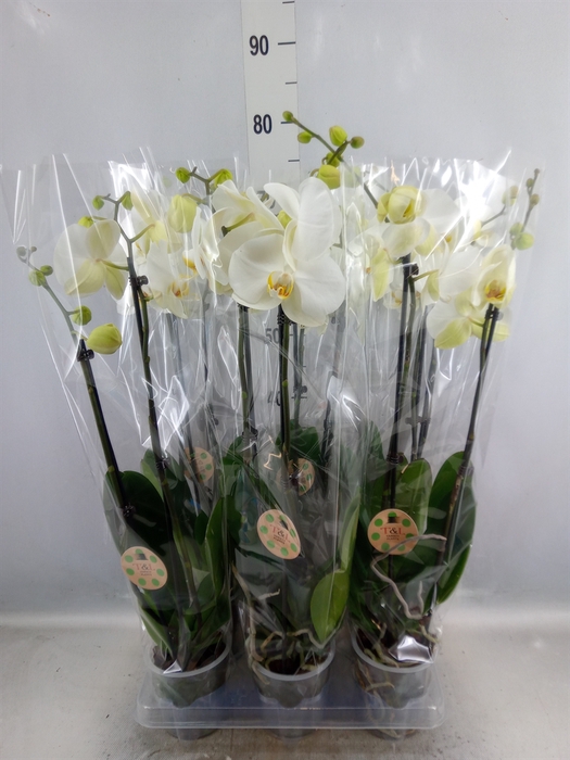 <h4>Phalaenopsis   ...white</h4>