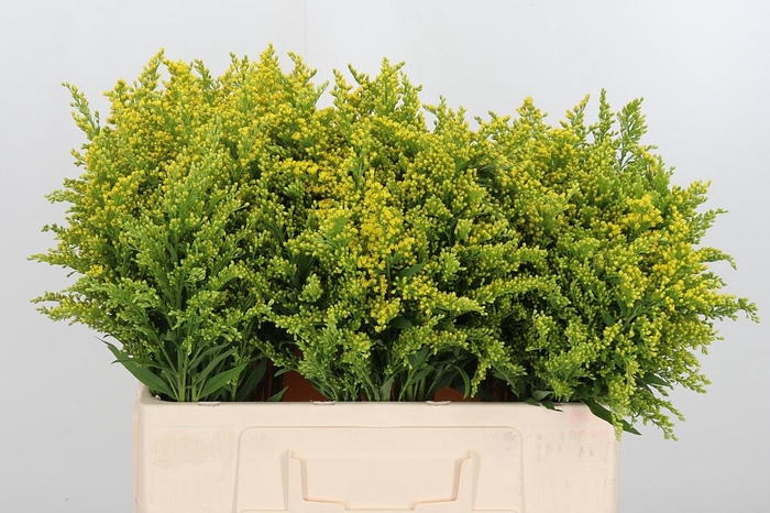 <h4>Soli Sunny Glory</h4>