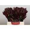 Leucadendron Saf Sunset Dark R.