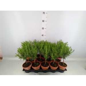 Rosmarinus offi.   ...