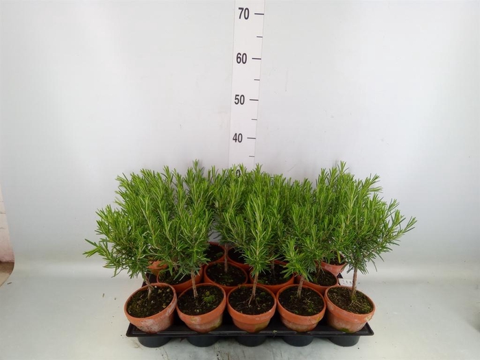 <h4>Rosmarinus offi.   ...</h4>