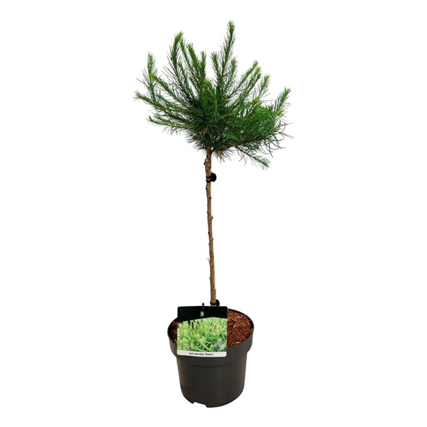 <h4>Larix decidua 'Globus'</h4>