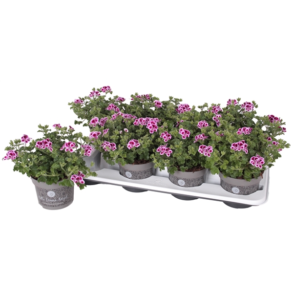 <h4>Pelg. Angel Nina 12cm</h4>