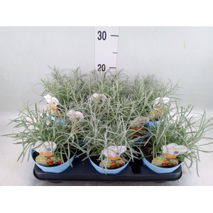 Helichrysum italicum