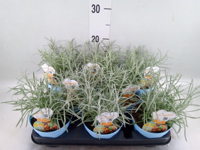 <h4>Helichrysum italicum</h4>