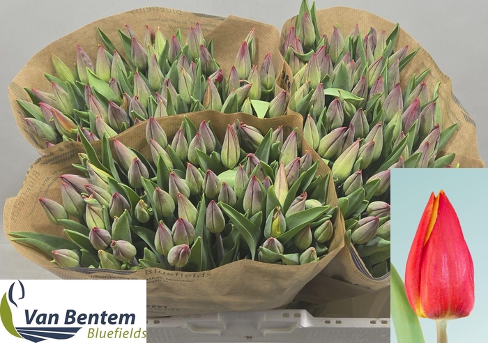 <h4>TU EN STRONG ENERGY</h4>