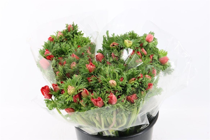 <h4>Anem Marianne Red</h4>