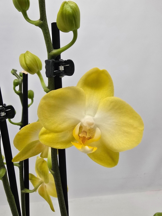 <h4>Limited 49 week 10</h4>