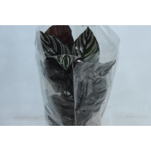 CALATHEA ORNATA P17