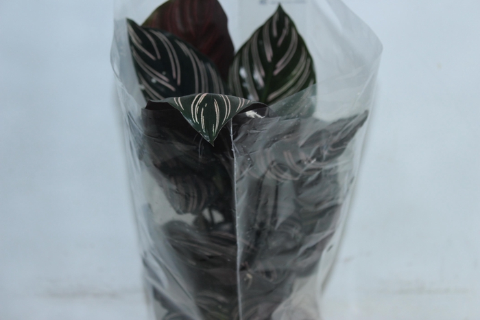<h4>CALATHEA ORNATA P17</h4>