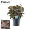 Syngonium Maria Feel Green (Decorum)