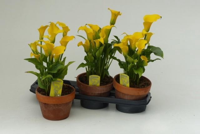 <h4>ZANT CAPT SOLO</h4>