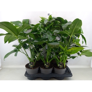 Philodendron  'Fun Bun'