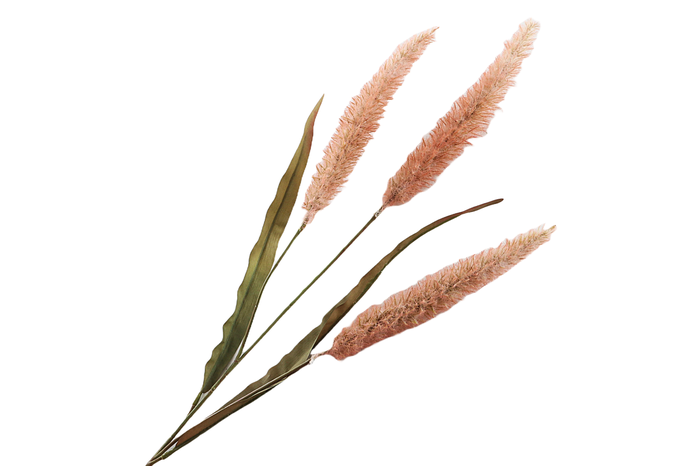 Pennisetum Beige