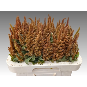 Amaranthus Cr Hot Biscuits 70cm