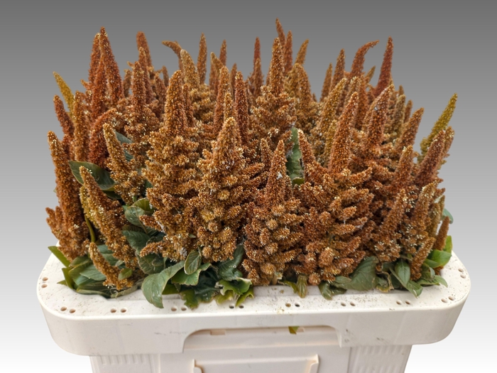 <h4>Amaranthus Cr Hot Biscuits 70cm</h4>