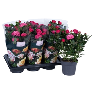 Nolina Roses Ø 17 cm Deep pink st. 2-3