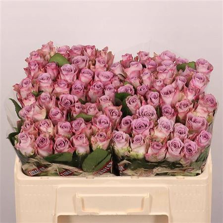 <h4>Rosa grootbloemig Memory Lane!</h4>