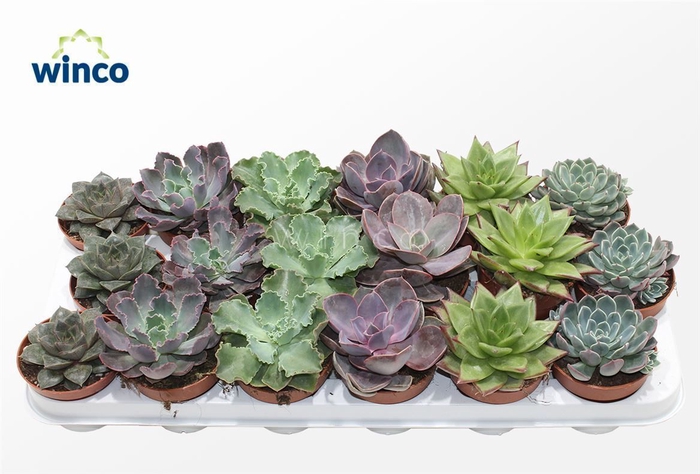 <h4>Echeveria Autumn Mix</h4>