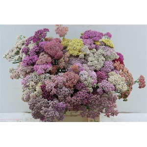 Achillea Ov Mix