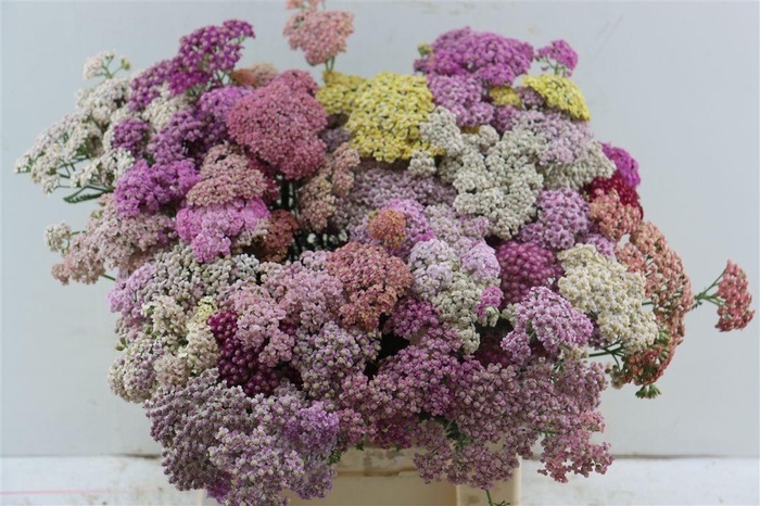 <h4>Achillea Ov Mix</h4>