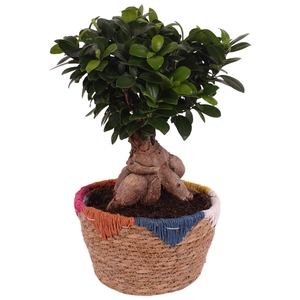 Ficus m. Ginseng Ball Shape Ø20cm in Ø22cm Rope Basket EV564