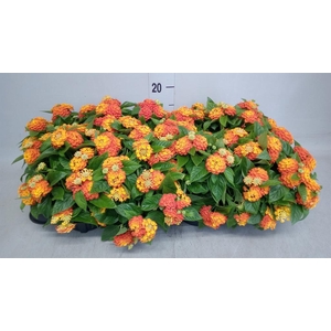 Lantana camara 'Simon Orange'