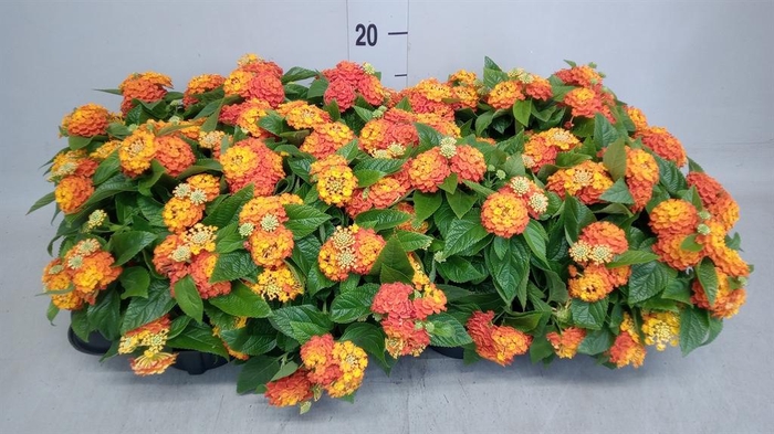 <h4>Lantana camara 'Simon Orange'</h4>