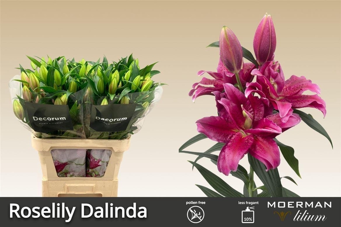 <h4>Li Or Du Rl Dalinda</h4>