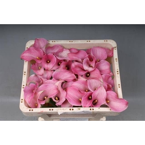 Calla Candyfloss