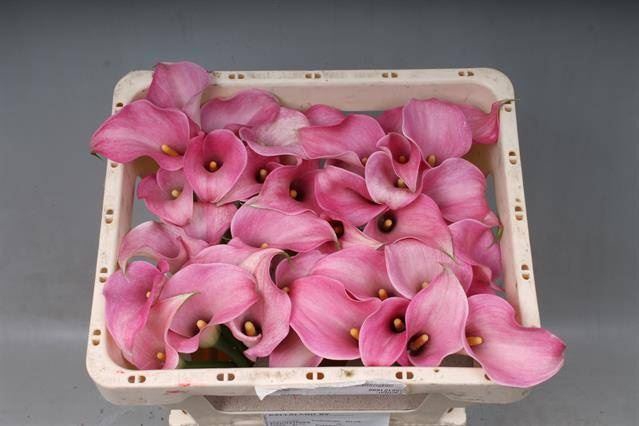 <h4>Calla Candyfloss</h4>